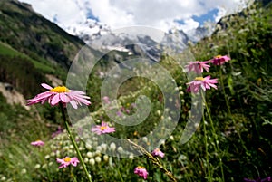 Mountain meadow with flowers