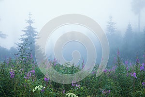 mountain meadow and forest in dense fog