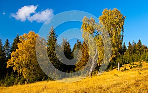 Mountain meadow with forest and trees in foreground