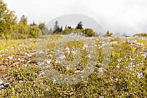 Mountain meadow full of blooming wild white heath speedwell flowers Veronica officinalis