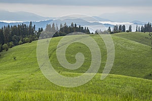 Mountain meadow with green grass, trails and forest