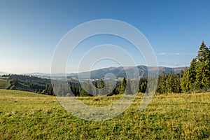 Mountain meadow with green grass, trails and forest