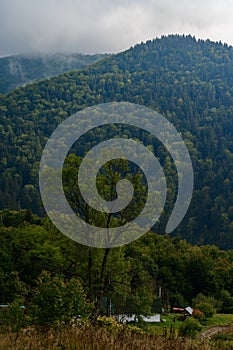 mountain meadow in the morning light, mountain valley in the fog on a grassy hill, the concept of freshness of nature.