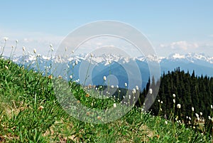 Mountain meadow in olympic