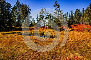 Mountain meadow with peat lake, Hintere Niedere, Austria