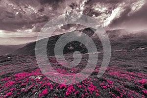 Mountain meadow with pink flowersagainst the mount Brebeneskul, 2,035 m. Blooming Rhododendron in cloudy weather