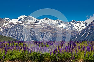 Mountain Meadow with Purple Lupins