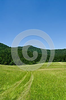 Mountain meadow scene during sunny summer day