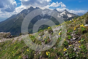 Mountain meadow with spring yellow primrose flowers, in the background the High Tatras mountains.