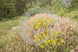 Mountain meadow in summer