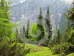 Mountain meadow surrounded by a spruce (Picea abies), beech (Fagus sylvatica)