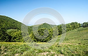 Mountain meadow with trees and hills on the background