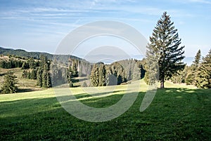 Horská louka se stromy ve Velké Fatře na Slovensku