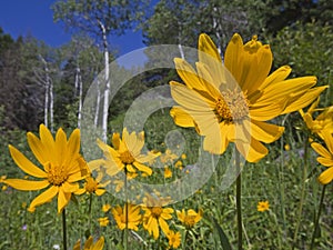 Mountain meadow view of Aspen flower Arnica Sunflower photo