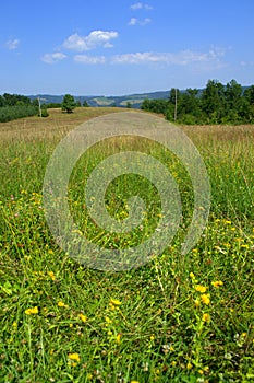 Mountain meadow