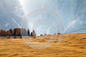 Mountain meadow and wooden houses, Alpe di Siusi or Seiser Alm the Langkofel mountain range with Bolzano province, South Tyrol