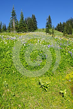 Mountain meadows