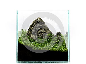 Mountain in miniature in aquarium, with plants