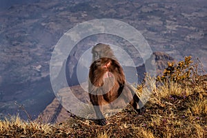 Mountain monkey. Gelada Baboon with open mouth with teeth. CLose-up wide portrait Simien mountains NP, gelada monkey, Ethiopia.