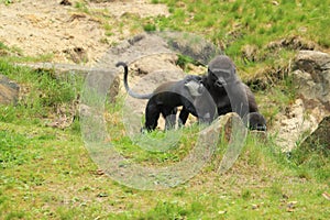 Mountain monkey and young gorilla