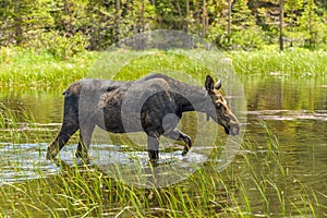 Mountain Moose at Bierstadt Lake