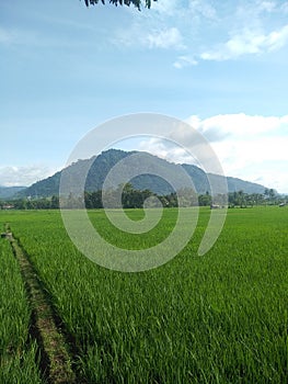 Mountain, natural, agricultur, rice, beautiful, lanscape photo