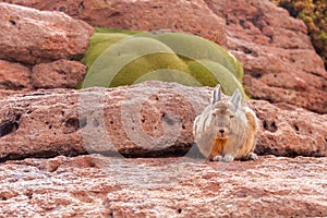 Mountain Northern Viscacha, lagostomus maximus, family of the chinchillas, southern Bolivia