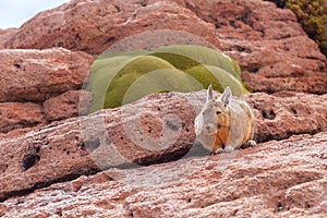 Mountain Northern Viscacha, lagostomus maximus, family of the chinchillas, southern Bolivia