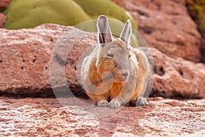 Mountain Northern Viscacha, lagostomus maximus, family of the chinchillas, southern Bolivia