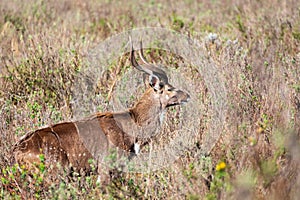 Mountain nyala male (Tragelaphus buxtoni), Bale mountain. Africa widlife photo