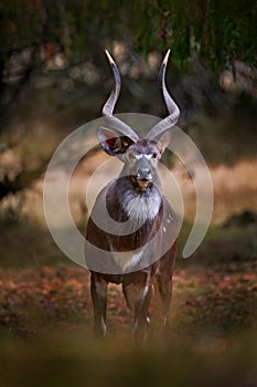 Mountain nyala, Tragelaphus buxtoni, or balbok antelope in the nature habitat. Big wild animal in Bale Mountains NP, in Ethiopia.