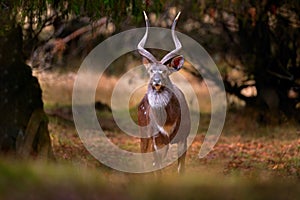 Mountain nyala, Tragelaphus buxtoni, or balbok antelope in the nature habitat. Big wild animal in Bale Mountains NP, in Ethiopia.