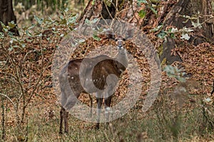 Mountain Nyala - Tragelaphus buxtoni photo