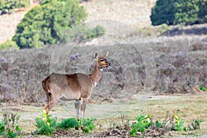 Mountain nyala (Tragelaphus buxtoni), Female in Bale mountain. Africa wildlife photo