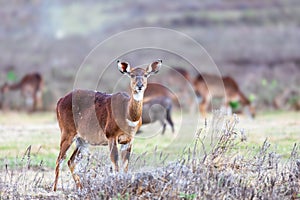 Mountain nyala (Tragelaphus buxtoni), Female in Bale mountain. Africa wildlife photo