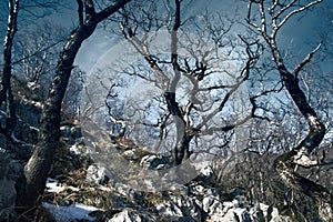 Mountain oak durmast, Quercus petraea in Caucasus