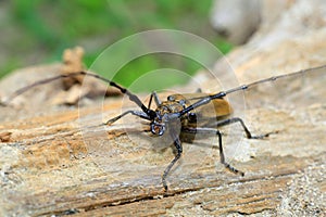Mountain oak longhorned beetle