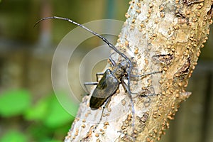 Mountain oak longhorned beetle
