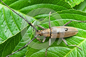 Mountain oak longhorned beetle.Massicus raddei in Japan summer. Isolated on green leaves background