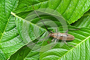 Mountain oak longhorned beetle Massicus raddei in Japan summer. Isolated on green leaves background