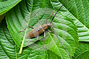 Mountain oak longhorned beetle Massicus raddei in Japan summer. Isolated on green leaves background. Horizontal shot