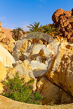 Mountain oasis. Tunisia Africa,