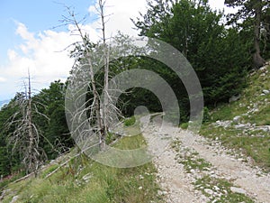 Mountain Orjen Montenegro forest scenery and hiking trail