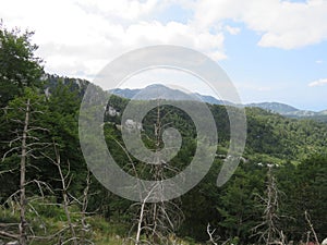 Mountain Orjen Montenegro forest scenery and hiking trail