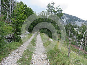 Mountain Orjen Montenegro forest scenery and hiking trail