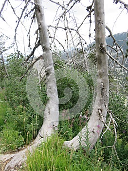 Mountain Orjen Montenegro two dried tree trunks