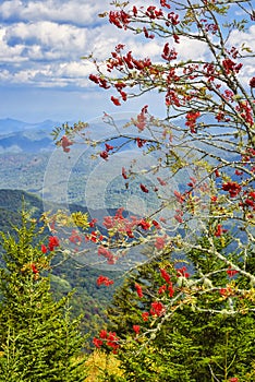 Mountain overlook with American mountain ash tree berries.
