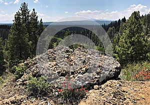 Mountain Overlook and Indian Paintbrush