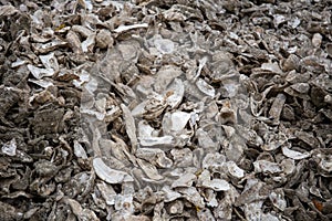 A mountain of oysters shells outside a fish shack in the Oregon Coast