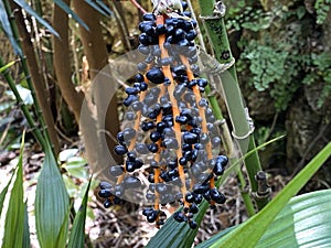 Mountain palm / Chamaedorea oblongata, Mart. / Chate, Male xate, Caquib, Tepejilote, Palmilla, Brillosa, Palmita or Pacayita